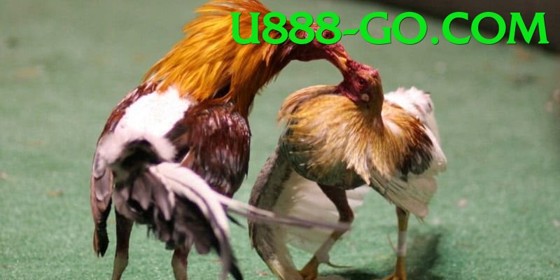 Trường Đấu Đá Gà Chuyên Nghiệp - Open Beta