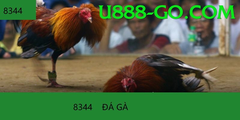 Cách Đọc Kèo Đá Gà - Game phiêu lưu